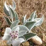 Asclepias eriocarpa leaf picture by Victor Caldwell (cc-by-sa)