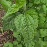 Boehmeria cylindrica leaf picture by Adam Gonnerman (cc-by-sa)