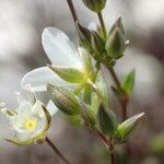 Arenaria provincialis flower picture by Sylvain Piry (cc-by-sa)