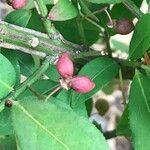 Euonymus alatus fruit picture by Lisa Johnson (cc-by-sa)