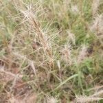 Aristida barbicollis fruit picture by susan brown (cc-by-sa)