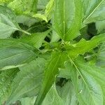 Echinacea purpurea leaf picture by Shawna Gilliam (cc-by-sa)