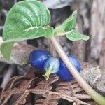 Coccocypselum herbaceum fruit picture by Trap Hers (cc-by-sa)