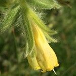 Onosma tricerosperma flower picture by ORDUÑA Jose Maria (cc-by-sa)