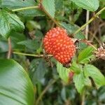 Rubus rosifolius fruit picture by Fred COUBES (cc-by-sa)