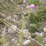 Carduus nigrescens habit picture by Paul FRANCK (cc-by-sa)