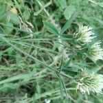 Trifolium ochroleucon flower picture by François Munoz (cc-by-sa)
