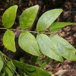 Pithecellobium bipinnatum leaf picture by Nelson Zamora Villalobos (cc-by-nc)