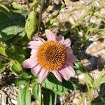 Echinacea angustifolia flower picture by Mary Jordan (cc-by-sa)