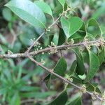 Eugenia cartagensis leaf picture by Nelson Zamora Villalobos (cc-by-nc)
