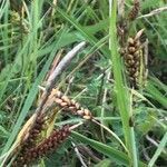 Carex flacca fruit picture by Diego Alex (cc-by-sa)