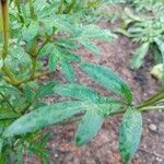 Cosmos sulphureus leaf picture by Annie Elle (cc-by-sa)
