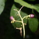 Cestrum racemosum fruit picture by Nelson Zamora Villalobos (cc-by-nc)