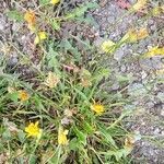 Scorzoneroides autumnalis habit picture by Eva Set (cc-by-sa)