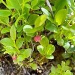 Vaccinium myrtillus fruit picture by anja john (cc-by-sa)