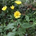 Lapsana communis flower picture by Didier Corlay (cc-by-sa)