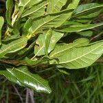 Quercus sapotifolia leaf picture by Nelson Zamora Villalobos (cc-by-nc)
