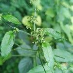 Rumex sanguineus flower picture by Patrick Nard (cc-by-sa)