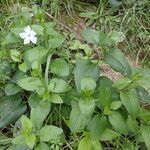 Vinca difformis habit picture by Sylvain Piry (cc-by-sa)