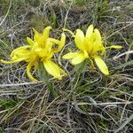Scorzonera austriaca habit picture by Michael Andresek (cc-by-sa)