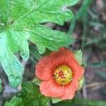 Modiola caroliniana flower picture by Diego Alex (cc-by-sa)