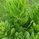 Centaurea macrocephala leaf picture by Ryszard Morawiecki (cc-by-sa)