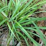 Sisyrinchium angustifolium leaf picture by Anja Collette (cc-by-sa)