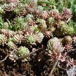 Sedum hispanicum leaf picture by Lugifa Lugifa (cc-by-sa)