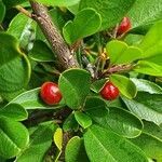 Rhamnus staddo fruit picture by susan brown (cc-by-sa)
