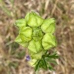 Malva moschata habit picture by David Hocken (cc-by-sa)