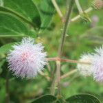 Mimosa albida habit picture by Nelson Zamora Villalobos (cc-by-nc)