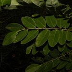 Machaerium biovulatum leaf picture by Nelson Zamora Villalobos (cc-by-nc)