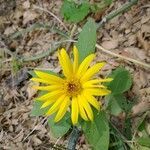 Silphium perfoliatum flower picture by Jennifer (cc-by-sa)
