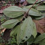 Miconia multispicata leaf picture by Nelson Zamora Villalobos (cc-by-nc)