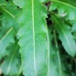 Hesperis laciniata leaf picture by Béatrice Escande (cc-by-sa)
