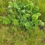 Sanguisorba officinalis habit picture by Antoine Ambard (cc-by-sa)