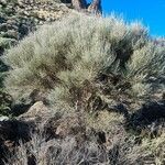 Ephedra fragilis habit picture by Vincenc J (cc-by-sa)