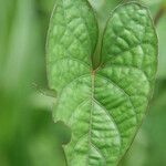 Ipomoea setifera leaf picture by R. Tournebize (cc-by-sa)