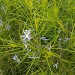 Amsonia ciliata flower picture by Eric Wheeler (cc-by-sa)