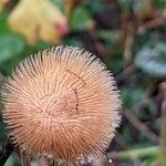 Telekia speciosa fruit picture by Else Nolden (cc-by-sa)