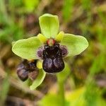 Ophrys bombyliflora flower picture by Pere Valls (cc-by-sa)