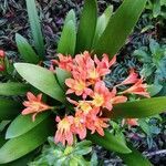 Clivia miniata flower picture by Warren West (cc-by-sa)