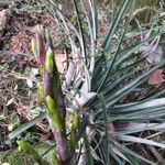 Bromelia karatas habit picture by Shehadi Ramiz (cc-by-sa)