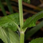 Stachys palustris leaf picture by Groupe Botanique de Bruxelles (cc-by-sa)