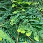 Phyllanthus emblica leaf picture by S Monica (cc-by-sa)