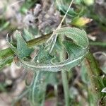Cichorium pumilum leaf picture by Nicolas Crosse (cc-by-sa)