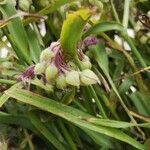 Tradescantia virginiana fruit picture by Fabrizio Gressani (cc-by-sa)