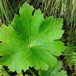 Ranunculus cortusifolius leaf picture by Amandine Deligey (cc-by-sa)