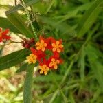 Asclepias curassavica flower picture by james arnott (cc-by-sa)