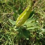 Asclepias viridis fruit picture by john john (cc-by-sa)